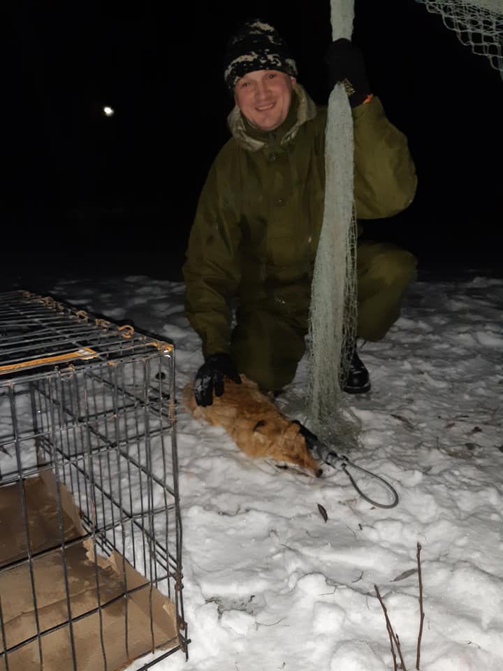 В Кривом Роге возле больницы поселились лисицы
