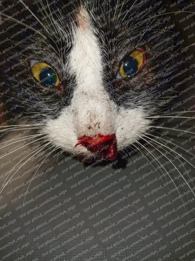 Котик Барсик