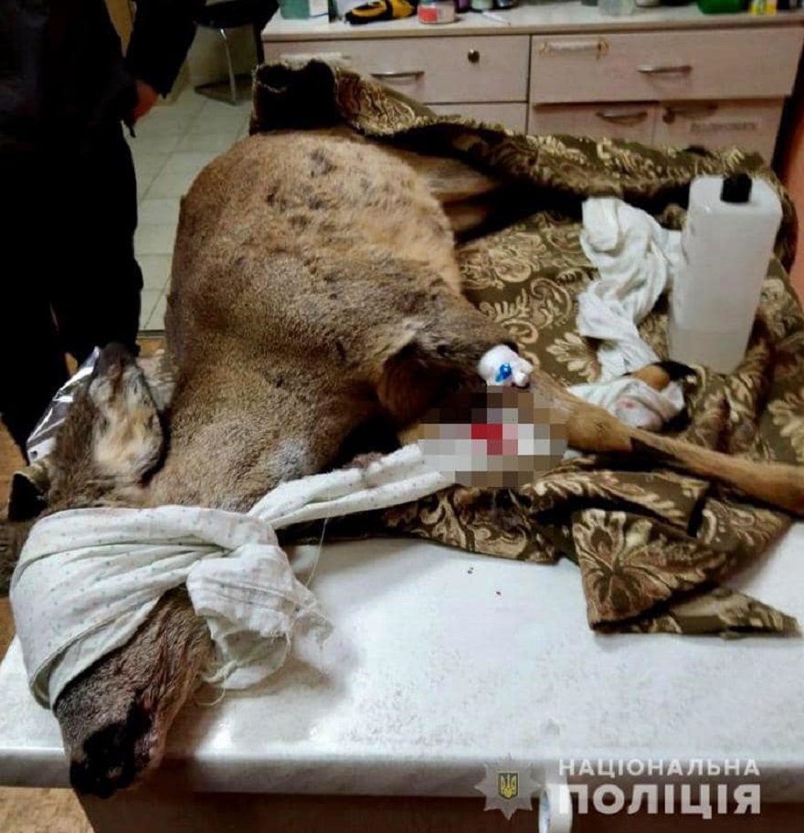 Косуля