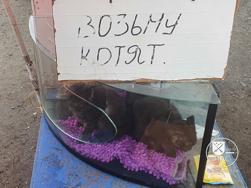 Животные в клетках