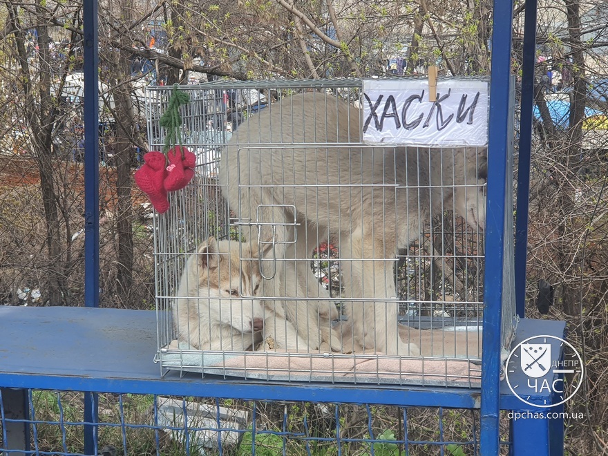 Животные в клетках