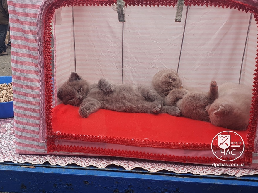 Породистые котята 