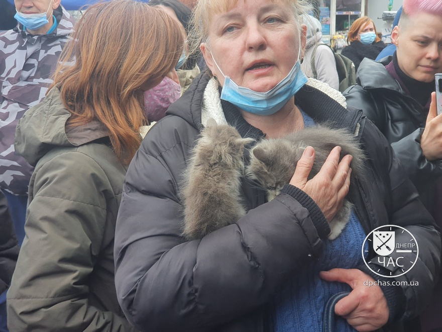 Котята