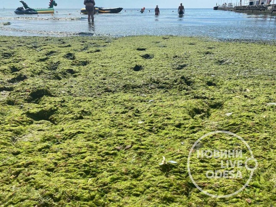 Водоросли на берегу Одессы