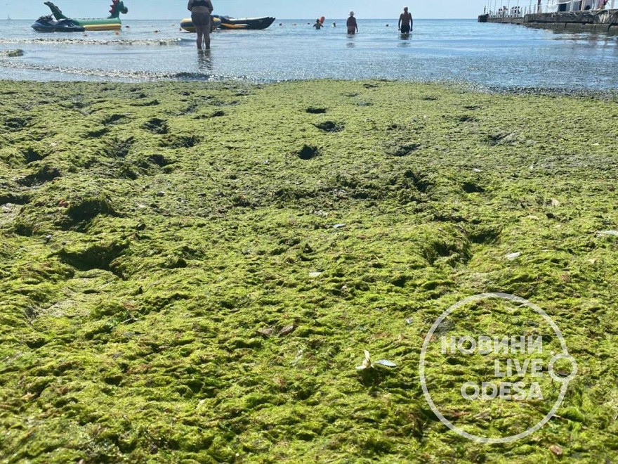 Водоросли на берегу Одессы 