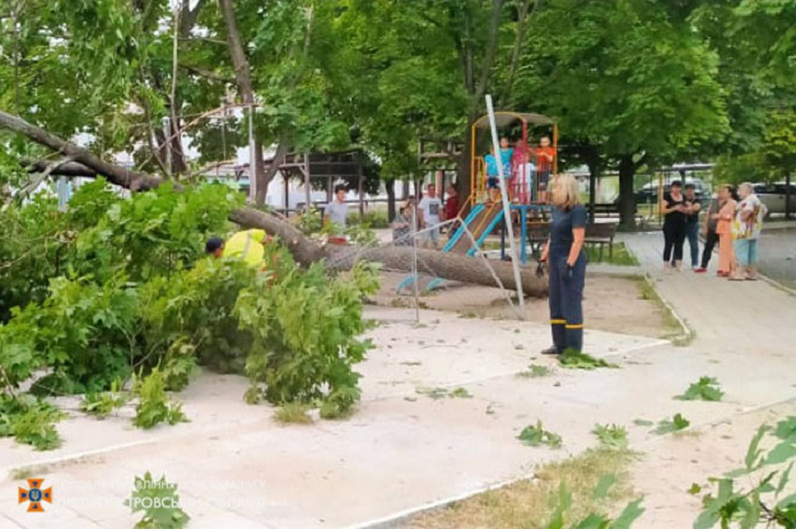 Упавшее дерево