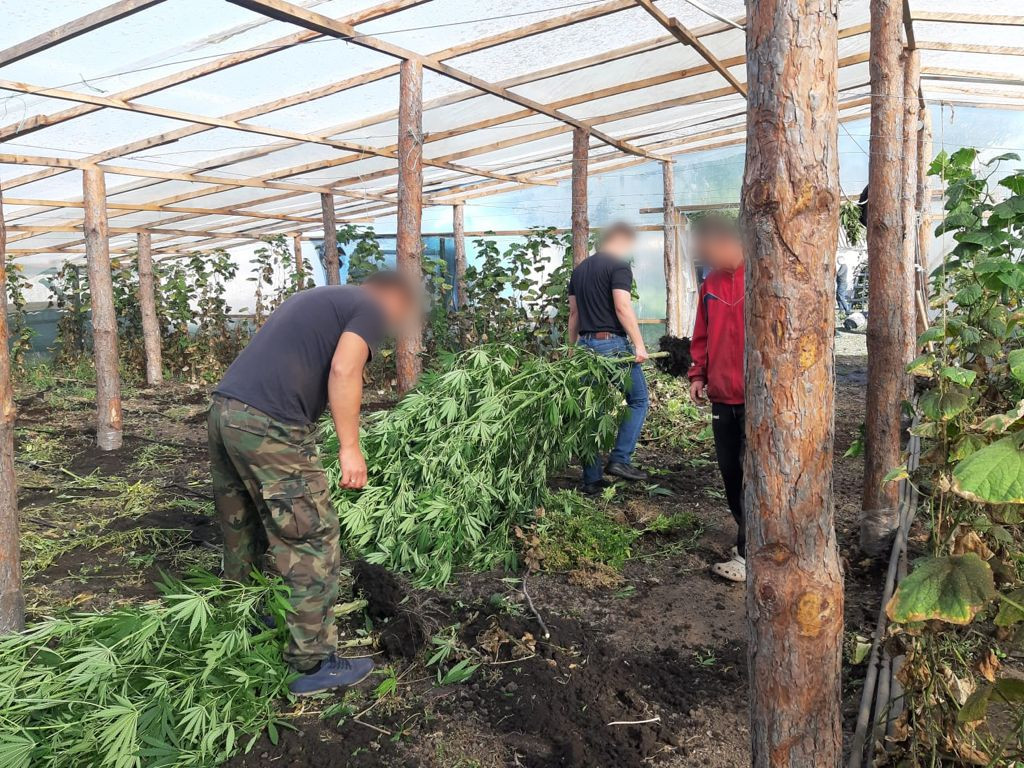 На Днепропетровщине обнаружили теплицу с коноплей на 7 млн грн