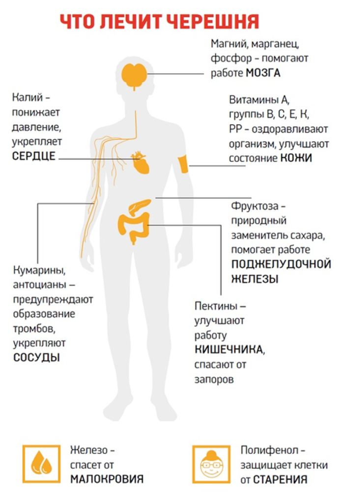 Чем полезна черешня: наглядная таблица и противопоказания