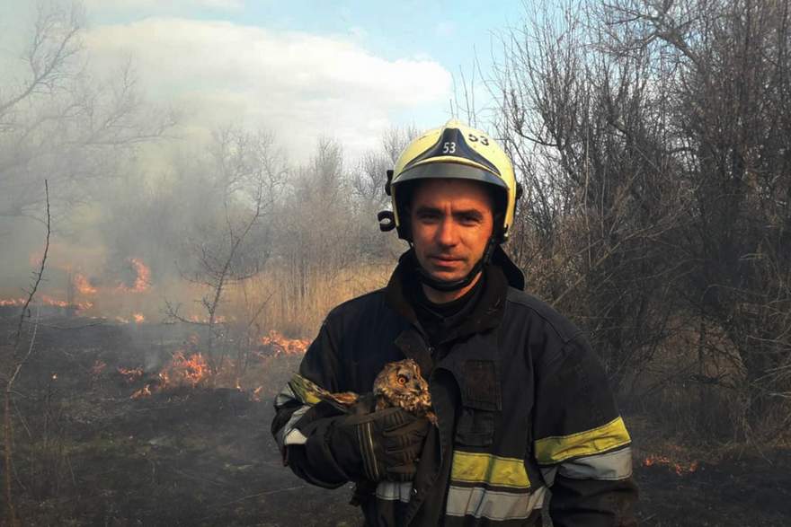 На Днепропетровщине из пожара в экосистеме спасли совенка