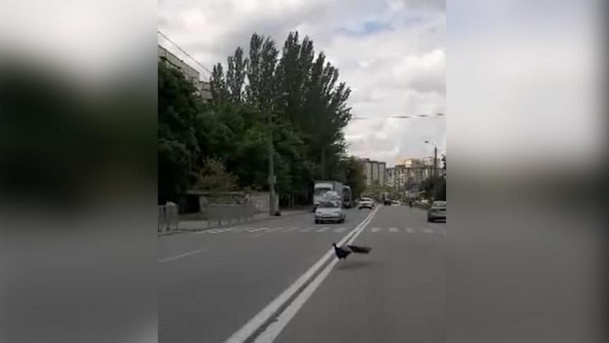 павлин