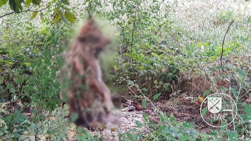 В Днепре на Северном в балке живодеры повесили на дереве собаку