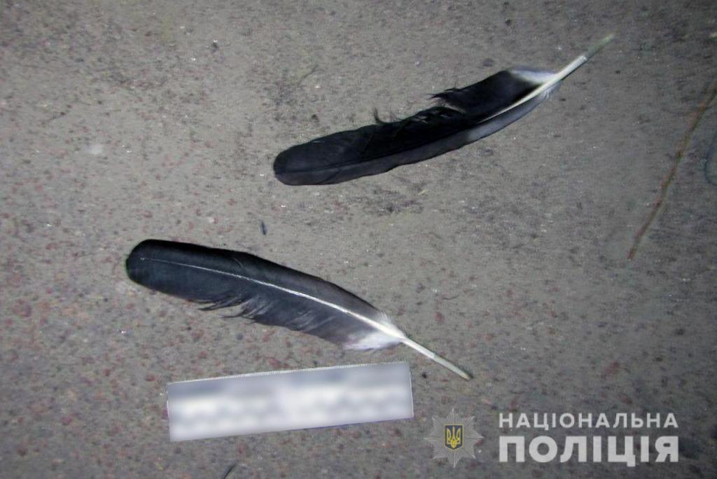 На Киевщине мужчина застрелил аиста и выбросил на свалку