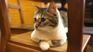 кошка