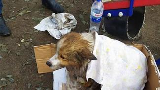 собака