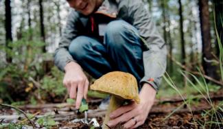Смертельное отравление грибами на Днепропетровщине