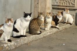 коты