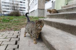 В Днепре кошкин дом во дворе превратили в хутор