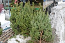 сосны