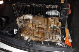 В Кривом Роге возле больницы поселились лисицы