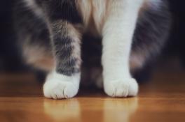 кошка