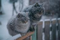 прогноз